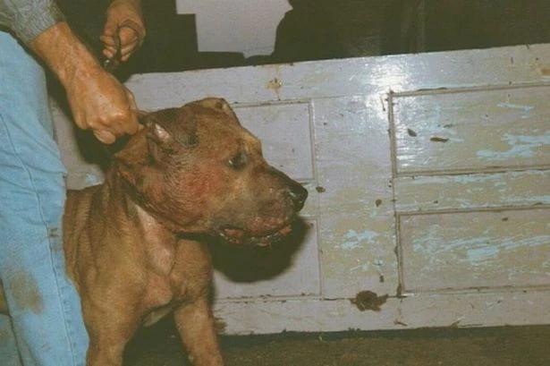 Two men jailed for dog fights in Birmingham basement lasting hours at a time