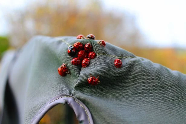 Swarms of ladybirds invading UK homes as expert explains phenomenon
