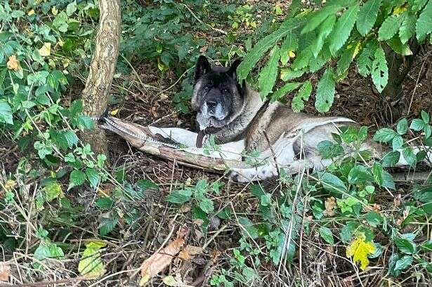 Dog tied to Sutton Park tree put down after devastating diagnosis