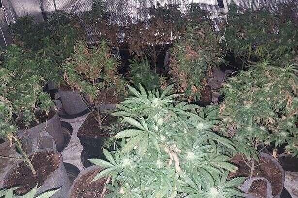 Cannabis farm worth £40,000 found inside property near Birmingham railway station