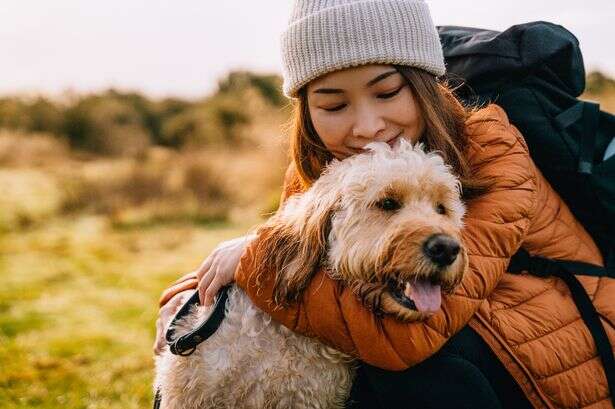 'Amazing' pet tick repellent stickers keep your dog safe from Lyme disease without harsh chemicals