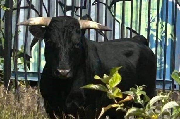 Escaped Birmingham bull 'enjoying city break' safe and well as details of rescue mission released
