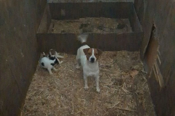 Man banned from keeping animals for 10 years after dogs and ferrets found 'covered in faeces'