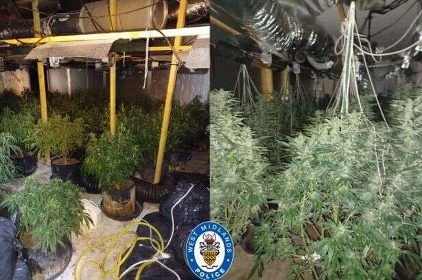 Arrest as police bust £200k cannabis factory on industrial estate