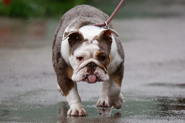Man avoids jail after throwing dog over fence onto concrete