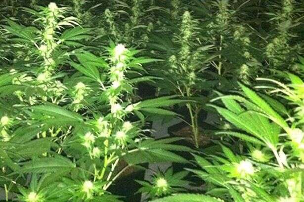 Illegal immigrants found 'hiding behind secret trap door' in huge £300k cannabis factory