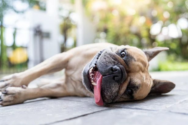 RSCPA calls for 'dog lockdown' as 34C UK heatwave hits