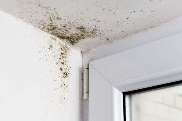 Wolverhampton mould warning as homes go damp with families having to choose between heating and rent