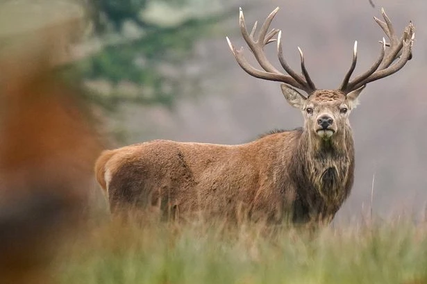 Suspected poachers arrested after deer remains discovered