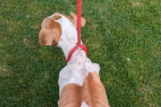 Birmingham woman starved her dogs and cat in rubbish-filled home