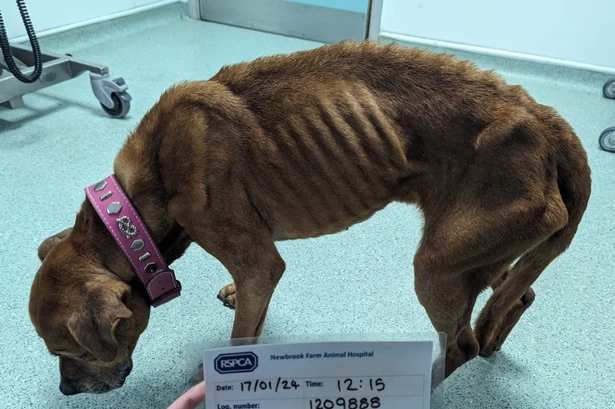 Ten-year ban for kennels owner who was trusted with pets but let dogs suffer