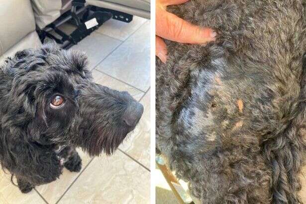 Dog attack in Sutton Park leaves cockapoo owner 'in tears' with dislocated shoulder