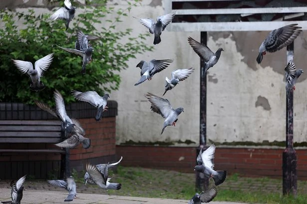 Expert shares trick to keep pigeons out of your garden by using one item found 'offensive'