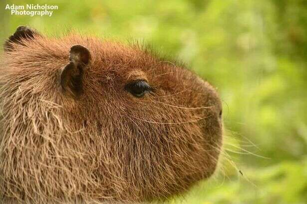 Search for runaway rodent Cinnamon paused - for fear she might flee onto MoD land