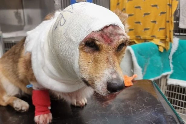 XL Bully mauls family's Corgi down park in 15 minute horror ordeal