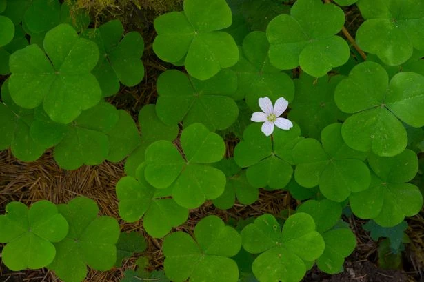 Six Clovers crypto: What is it and why is it so popular?