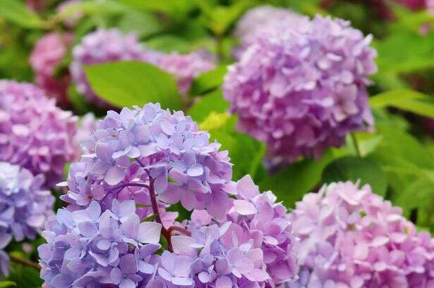 Hydrangea warning to gardeners who risk losing next year's flowers with autumn job