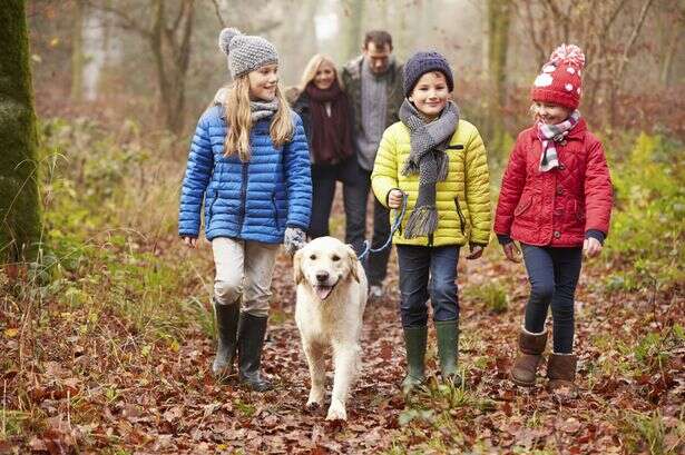 Autumn warning to dog owners as popular home accessory could pose 'serious' risk