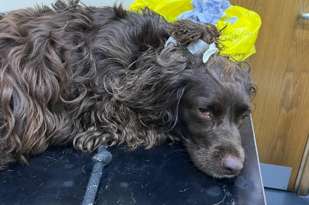 Dog owners warned of 6 'silent killers' lurking on autumn walks