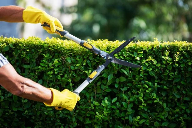 Householders told to stop cutting hedges for seven months or face unlimited fine