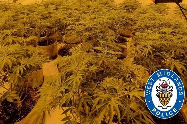 Police shut down £300K drugs den in Edgbaston - with cannabis plants 'now destroyed'