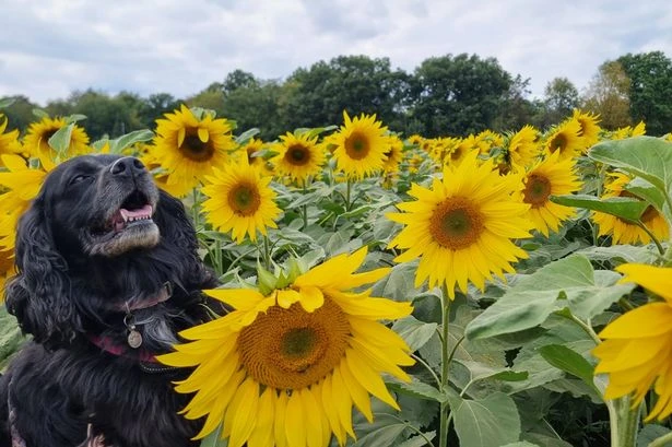 21 gorgeous photos of sunflowers at farm near Birmingham - and it's free to visit