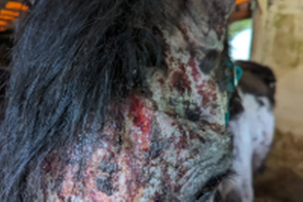 Cruel owners neglected horse and put him down before vets could give urgent care