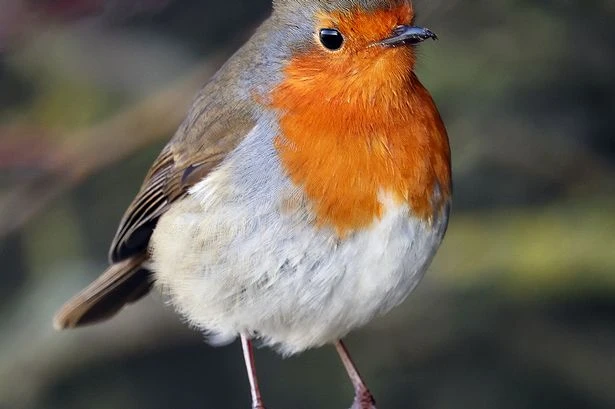 RSPB issue urgent advice for gardeners to help birds through July