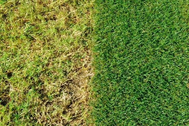 Amazon reduces 'bestselling' lawn treatment that 'kills moss' and helps grass 'grow greener in 7 days'