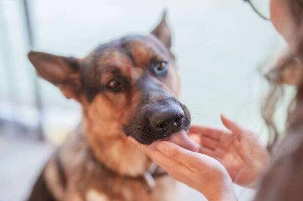 Vet's four red flags dog owners 'must know' for 'most common condition'