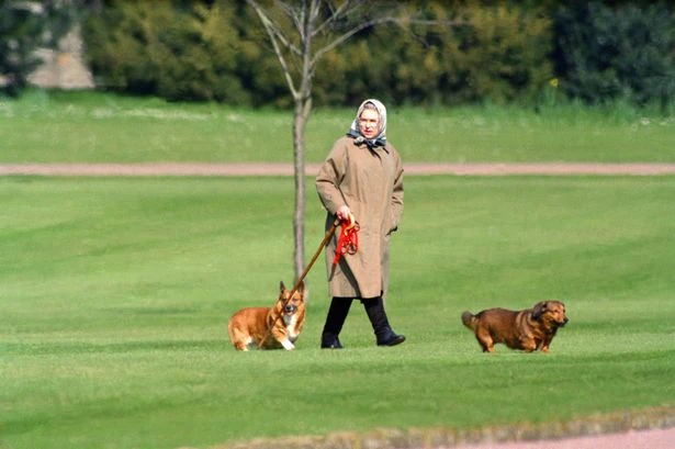 Dogs owned by the Royal Family - from Queen's corgis to Harry and Meghan's rescue pups