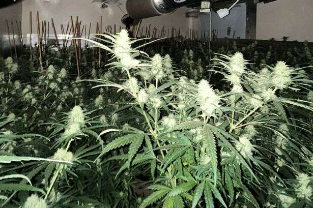 Arrest after cannabis worth £83k seized in Brierley Hill police raid