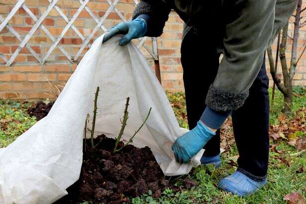 Exact date frost set to hit Birmingham as all gardeners issued warning