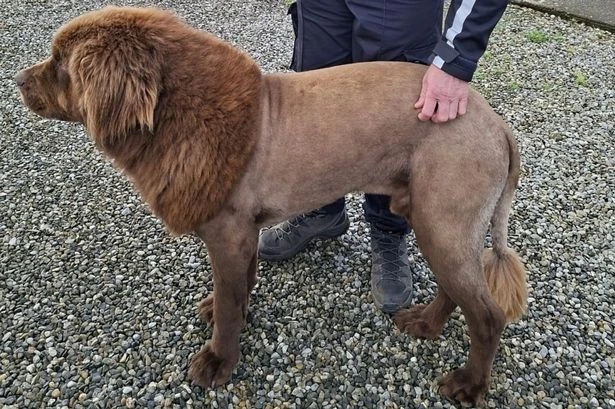 'Lion' seen roaming through woods turns out to be dog with new haircut