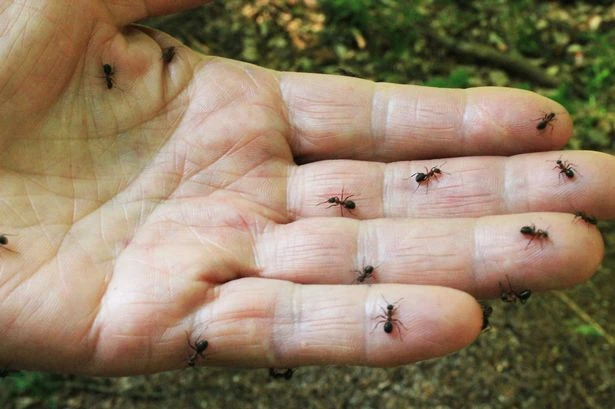 Ants hate the smell of 'cheap and easy' recipe to keep them from your home