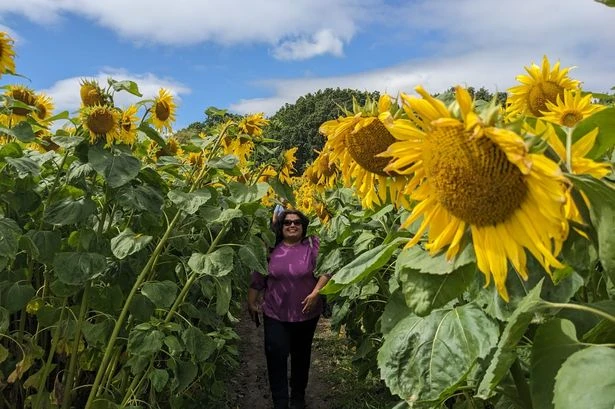 Sunflower field with free entry and farm shop opens on outskirts of Birmingham