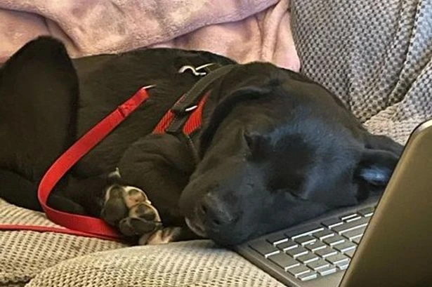 Severe hip dysplasia leaves puppy struggling to live like a normal dog