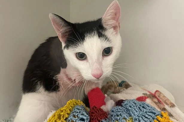 Birmingham mum heartbroken after 'two cats shot dead' and third has 'leg amputated'