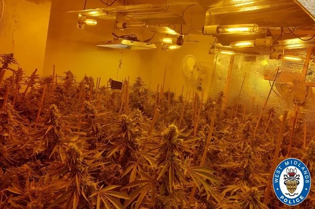 Illegal immigrant who came to UK on dinghy caught manning £300k cannabis farm