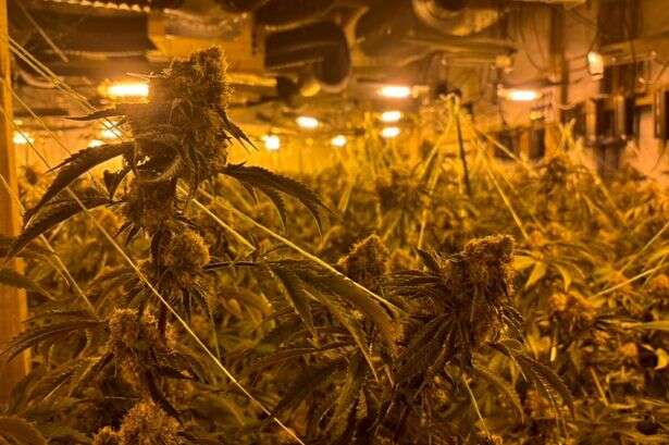 Huge £1.5m cannabis farm discovery in Telford sees men jailed