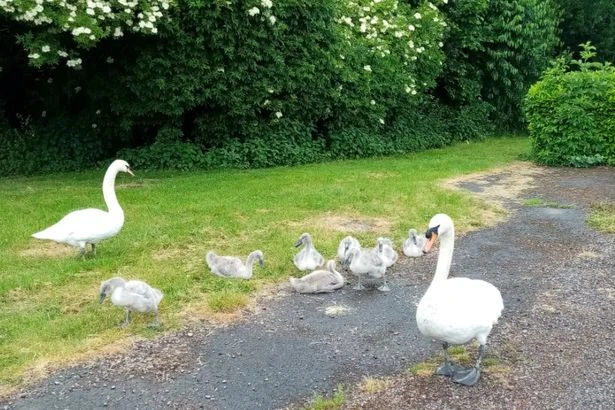 Swan dies after 'dog attack' at Stonydelph Lakes in Tamworth