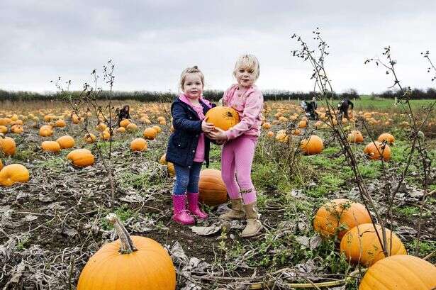 Pumpkin picking patches with Halloween treats around Birmingham and West Midlands