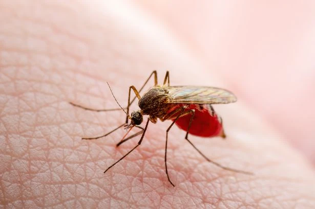 Warning to UK tourists as bugs carrying 'fatal disease' detected in Spain
