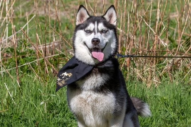 Couple sacrifice new kitchen to rescue husky puppy from Chinese meat market