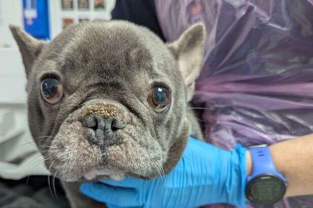 French bulldog abandoned in 'terrible state' in Willenhall after being 'used for breeding'