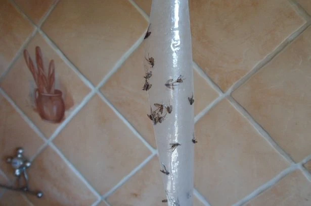 West Midlands families wake up to 'swarms' of creatures 'terrorising' estate