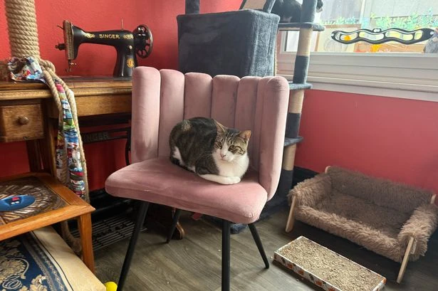 I found a 'purr-fect' place to visit with children this half term and it costs just £5