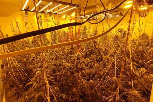 Solihull probe after Large £200,000 cannabis farm found in millionaire's row