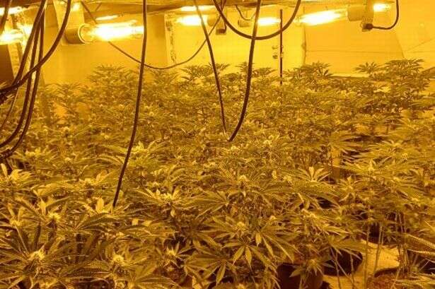 500 cannabis plants seized during police raids in Coventry as three arrested