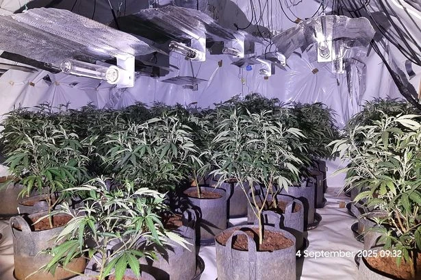 Cannabis growing suspects in Birmingham arrested as raids uncover £80k farm